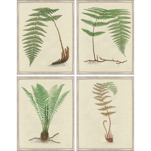 AP- ANTIQUE FERNS 13-16